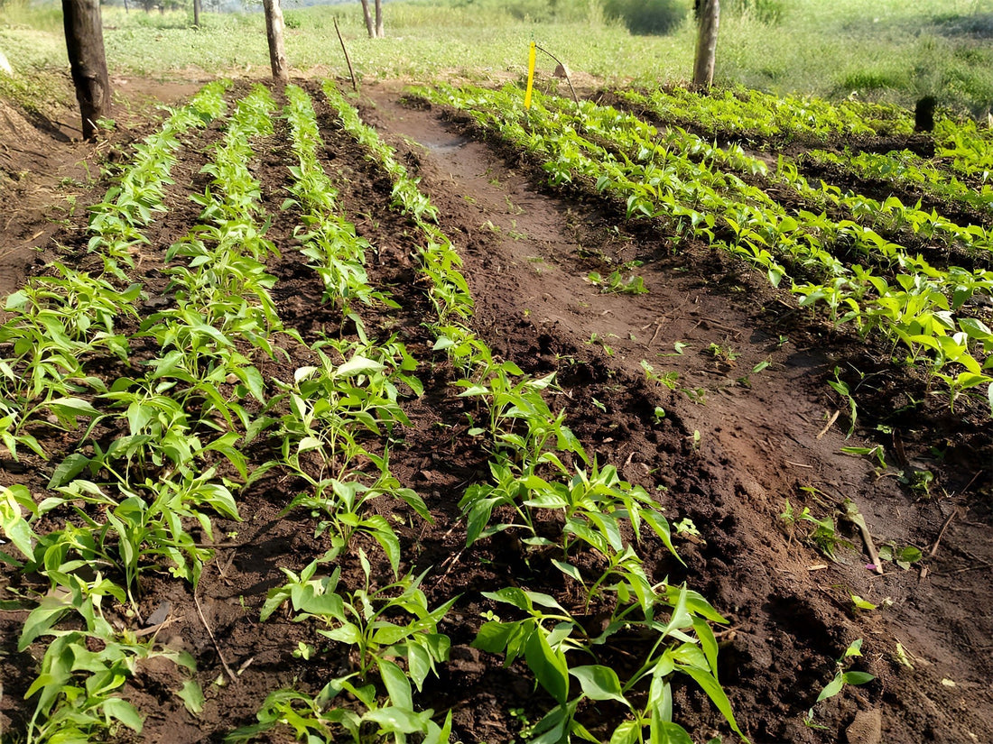 From Seed to Sauce: The Chilli Mash Company Difference - Chilli Mash Co.