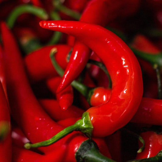 Fresh Red Fireflame Chilli | 250g 500g or 1kg | Chilli Mash Co. - Chilli Mash Co.