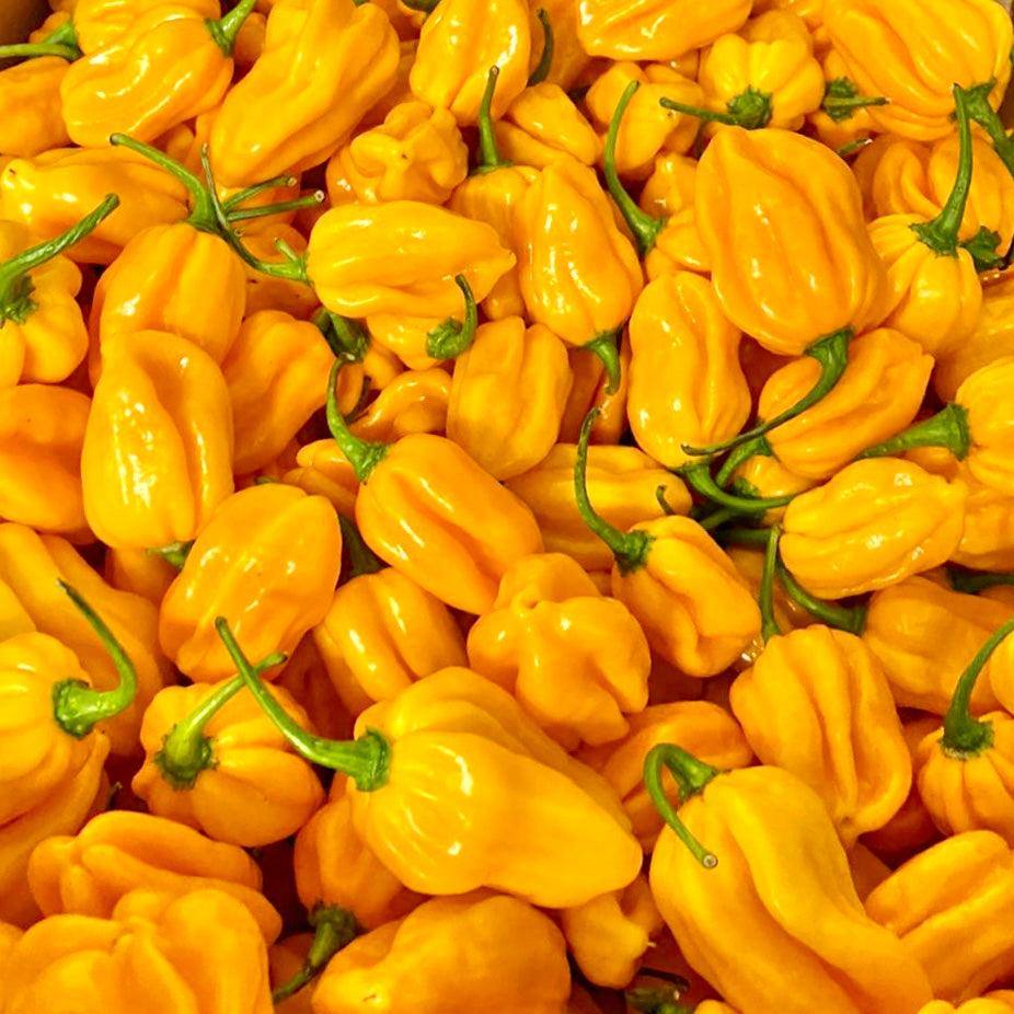 Fresh Yellow Habanero Chilli | 250g/500g/1kg | Chilli Mash Company - Chilli Mash Co.
