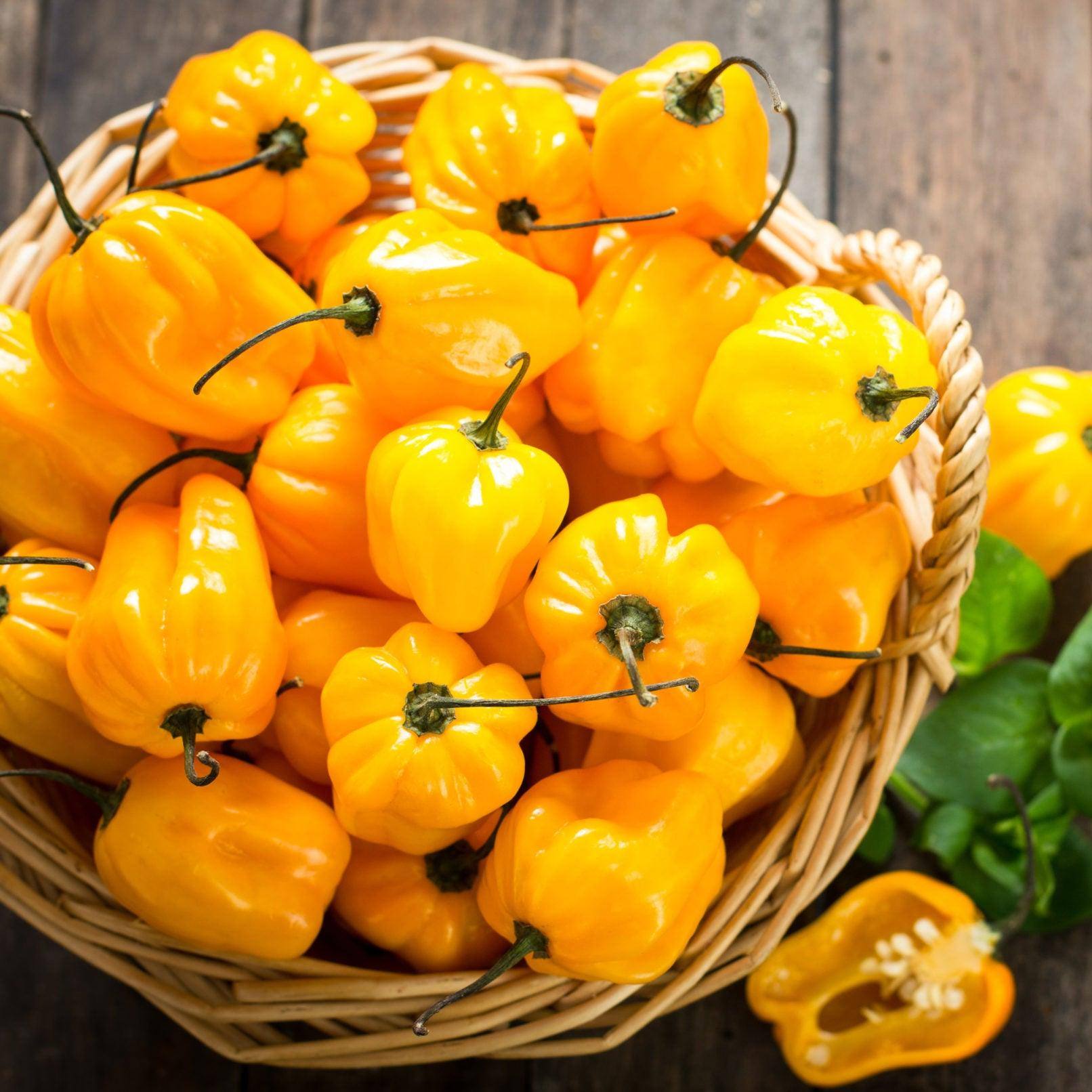 Fresh Yellow Habanero Chilli | 250g/500g/1kg | Chilli Mash Company - Chilli Mash Co.
