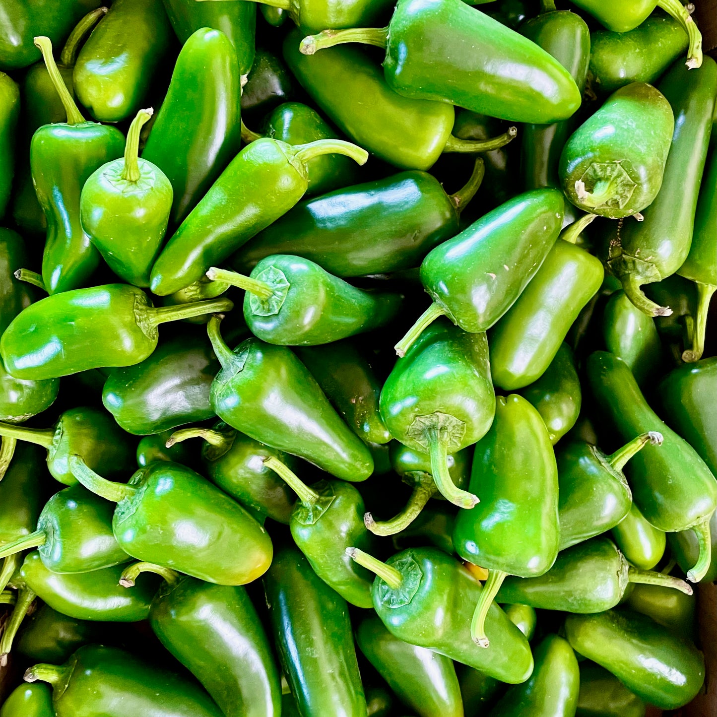Fresh Green Jalapeno Chilli | 250g - 500g - 1kg | Chilli Mash Company
