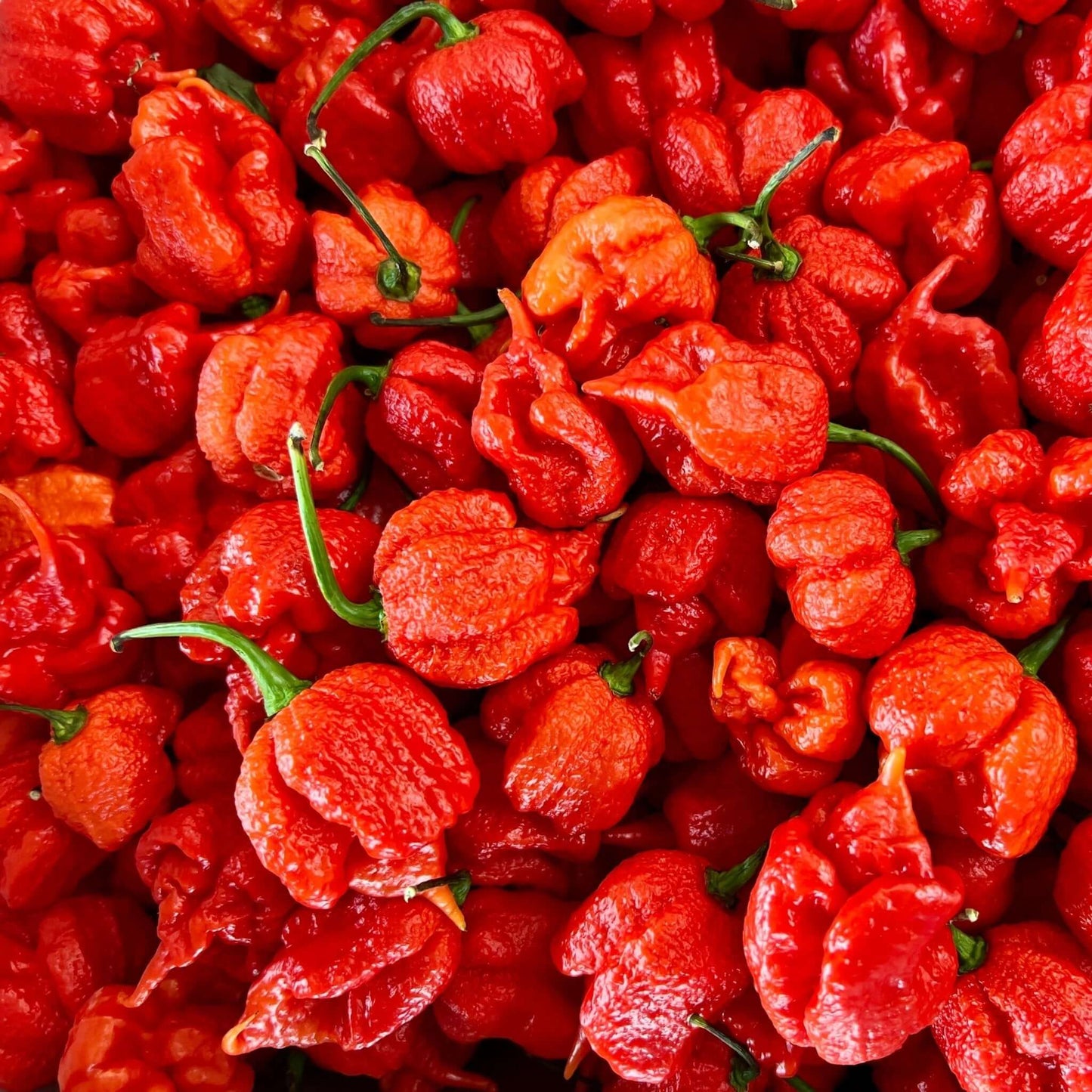 Fresh Carolina Reaper Chilli | Chilli Mash Company | World's Hottest Chilli - Chilli Mash Co.