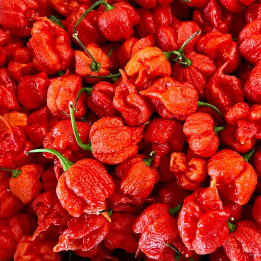Fresh Carolina Reaper Chilli | Chilli Mash Company | World's Hottest Chilli - Chilli Mash Co.