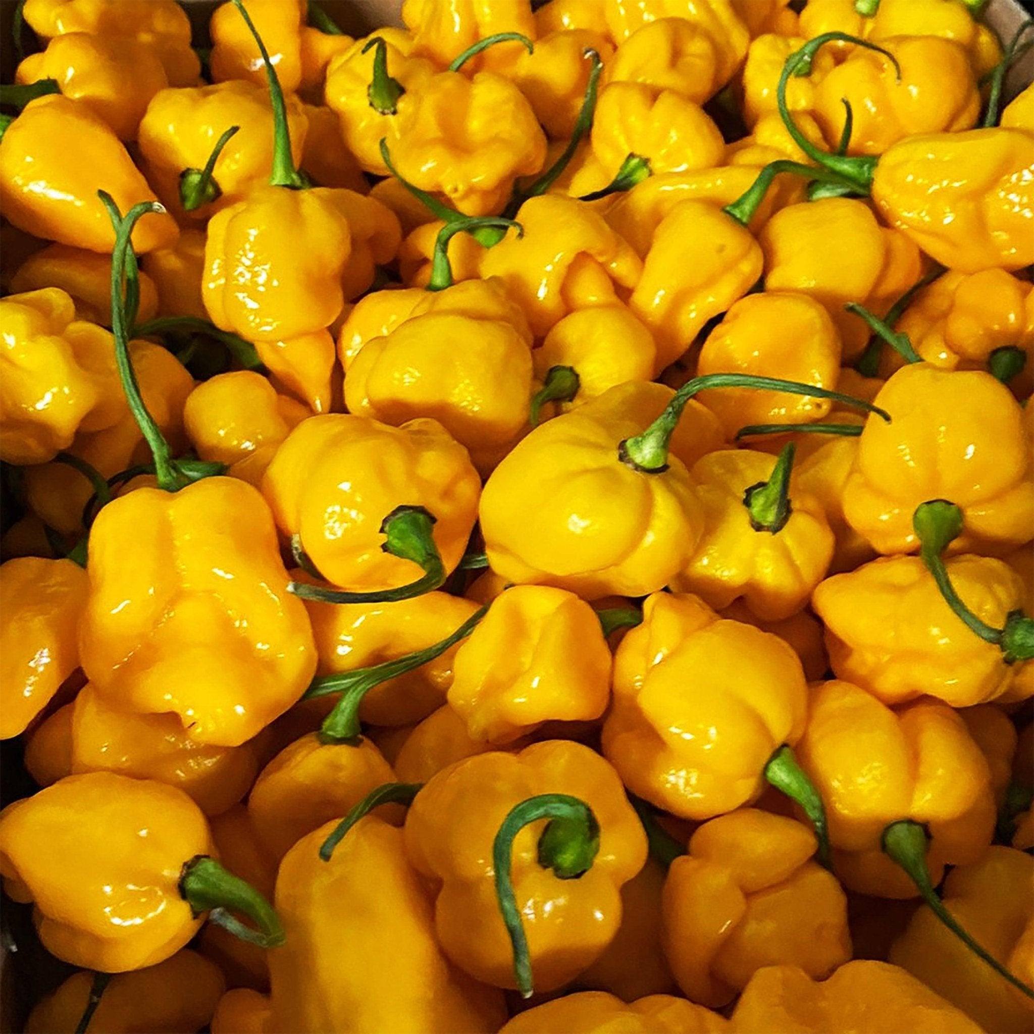 Fresh Trinidad Moruga Scorpion Yellow | 1kg | Chilli Mash Company ...